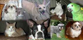 Pets Photo