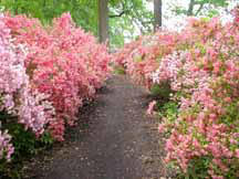 Azalea woods at Witerthur Photo
