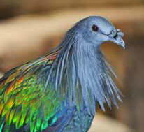 Bird Photo