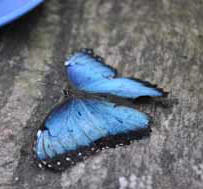 Butterfly Photo
