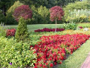 Flower Photo
