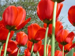 Flower Photo
