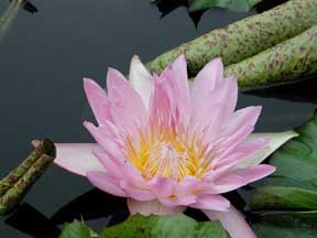 Flower Photo