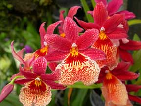 Flower Photo