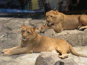 Lion Photo