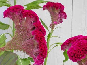 Plant Photo