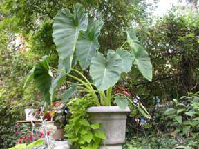 Garden Photo
