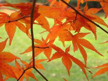 Foliage Photo
