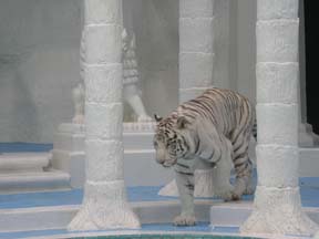 White Tiger Photo