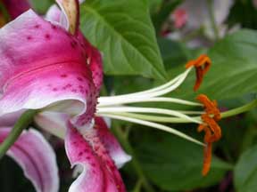 New Jersey Botanical Gardens Photo