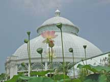 Greenhouse Photo