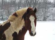 Horse Photo