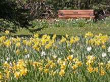 Flower Photos
