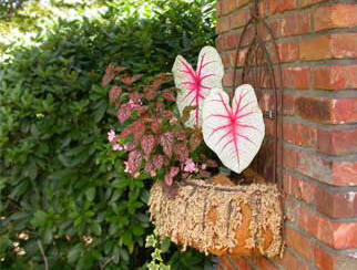 Plant Photo