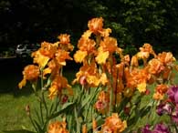 Gray's Iris Garden