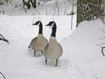 Geese Photo