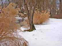 Thielke Arboretum Photo