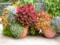 Home Gardens