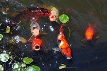 Koi Fish Photo