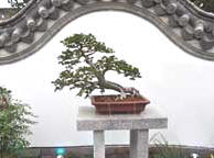 Bonsai Photo