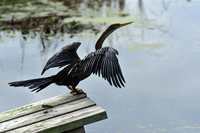 Magnolia Plantation