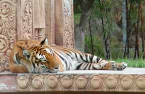 Tiger Photo