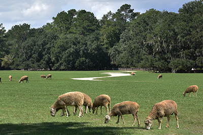 Middleton Plantation