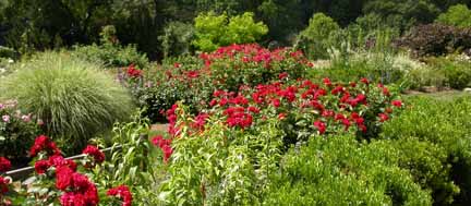 Garden Photo