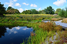 NYBG Native Plant Garden