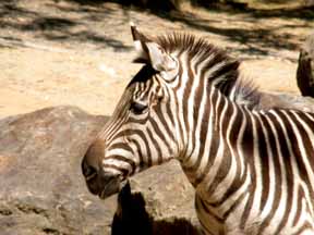Zebra Photo