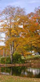 Ringwood State Park Photo