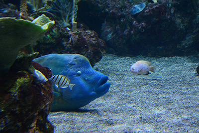 Seattle Aqurium