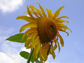 Sun Flower Photo