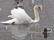 Swan Photo